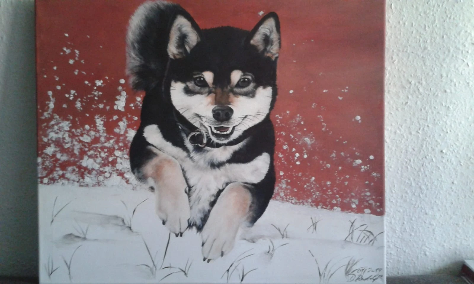Tierporträt eines Shibas vor rotem Hintergrund